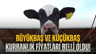 2024 kurbanlık fiyatları belli oldu! Büyükbaş ve küçükbaş kurban fiyatları ne kadar?