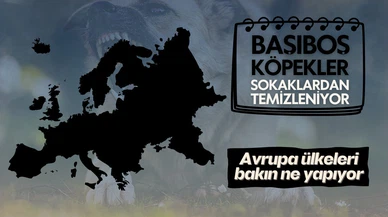 Avrupa’da başıboş sokak köpekleri için alınan önlemler