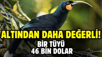 Yeni Zelanda’da 9 gramlık kuş tüyü rekor fiyata satıldı