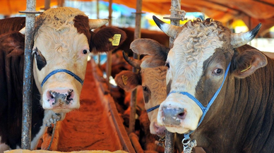 10 soruda vekaletle kurban kesimi