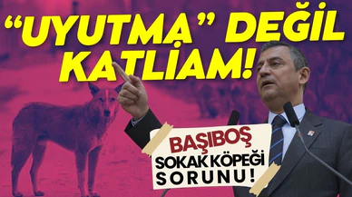 Özel'den başıboş sokak köpeği mesajı!