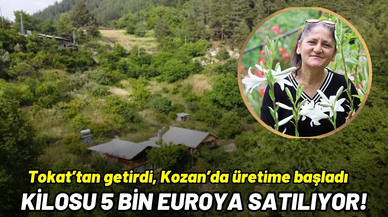 Tokat’tan getirdi, Kozan’da üretime başladı: Kilosu 5 bin Euroya satılıyor!
