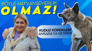 Hastalık taşıyan köpekleri Ankara'ya getiren Buket Özgünlü tutuklandı!