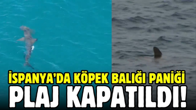 İspanya’da köpek balığı paniği: Plaj kapatıldı