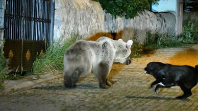 Sarıkamış'ta köpek bozayıya karşı