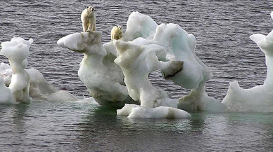 Nesilleri bu yüzyıl tükenebilir