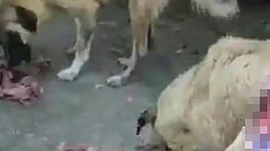 Hayvanseverlerden CHP'li Ceyhan Belediyesi'ne tepki yağıyor