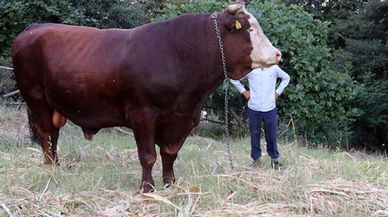 1 ton 800 kilogramlık 'Kocaman'