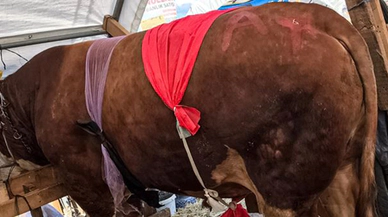 İmparator alıcısını bekliyor