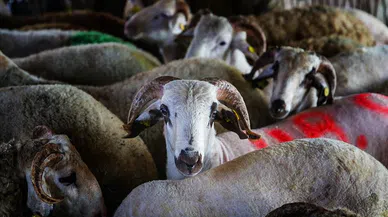 Kurbanlık sayısı yeterli