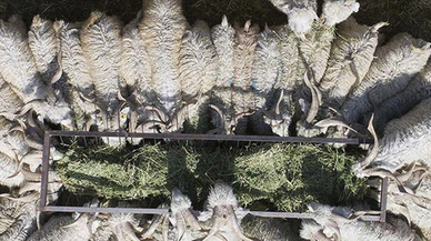 Kurbanlık için küçükbaş önerisi