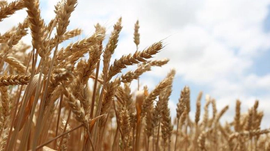 Milli tohumdan rekor verim