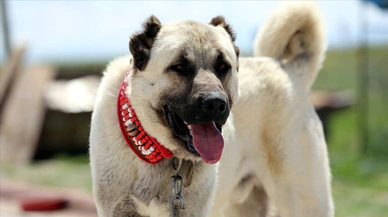 Kangal köpeklerine çipli takip