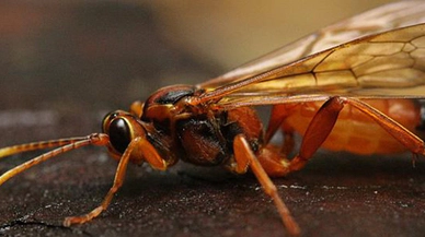 Almanya sokak ışıklarını kapatacak!