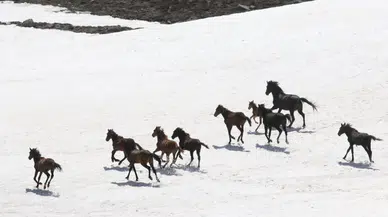 Karlar eriyince Erciyes yaylalarında yılkı atları yeniden görüldü