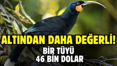 Yeni Zelanda’da 9 gramlık kuş tüyü rekor fiyata satıldı