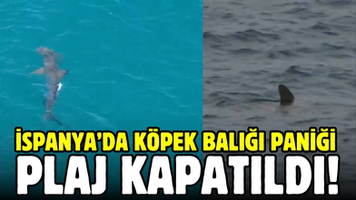 İspanya’da köpek balığı paniği: Plaj kapatıldı