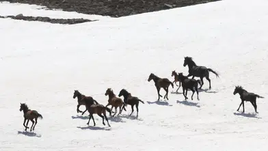 Karlar eriyince Erciyes yaylalarında yılkı atları yeniden görüldü