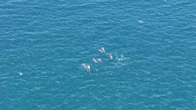 Sarayburnu’nda yunusların büyüleyen dansı