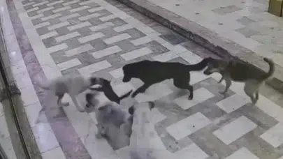 Hatay'da sahipsiz köpeklerin kediye saldırdığı anlar güvenlik kamerasında