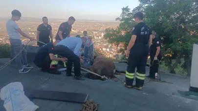 Çatıda mahsur kalan inek itfaiye ekiplerince kurtarıldı