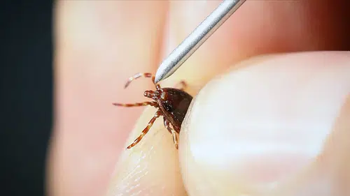 "Yoğun yağışla geçen kış mevsimi kene popülasyonunu artırabilir" uyarısı