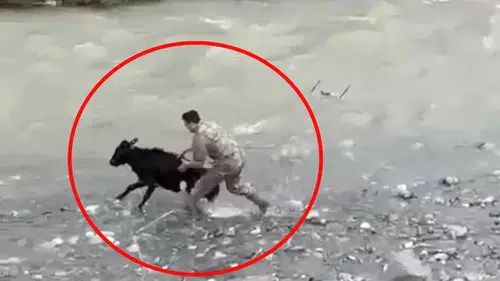 Kaçan buzağıyı polis yakaladı