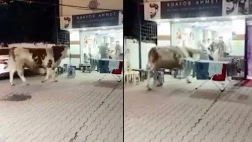 İstanbul’da kaçan kurbanlık boğa kuaföre daldı: Salon savaş alanına döndü