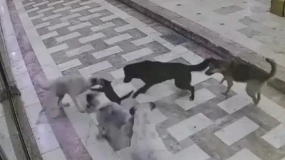 Hatay'da sahipsiz köpeklerin kediye saldırdığı anlar güvenlik kamerasında