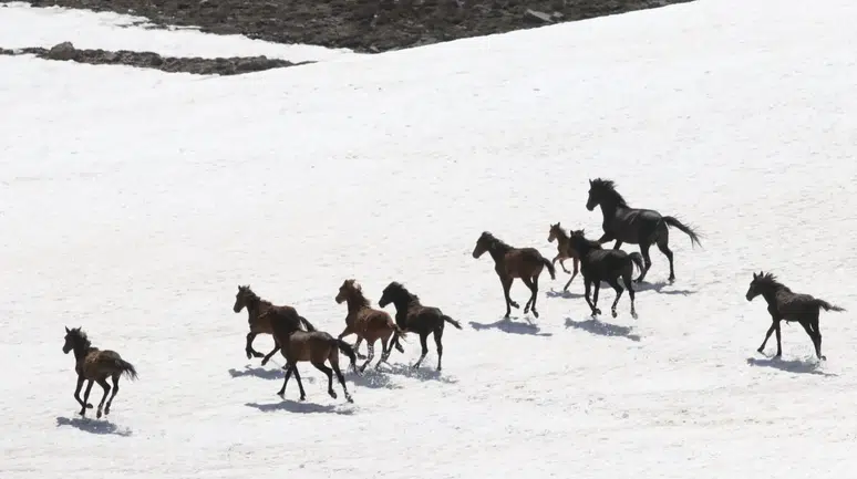 Karlar eriyince Erciyes yaylalarında yılkı atları yeniden görüldü