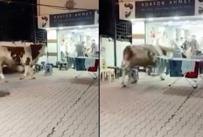 İstanbul’da kaçan kurbanlık boğa kuaföre daldı: Salon savaş alanına döndü