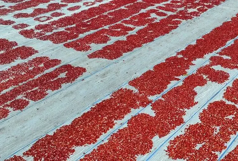 Kurutulmuş domates ihracatında ilk yarıda 61 milyon dolarlık gelir