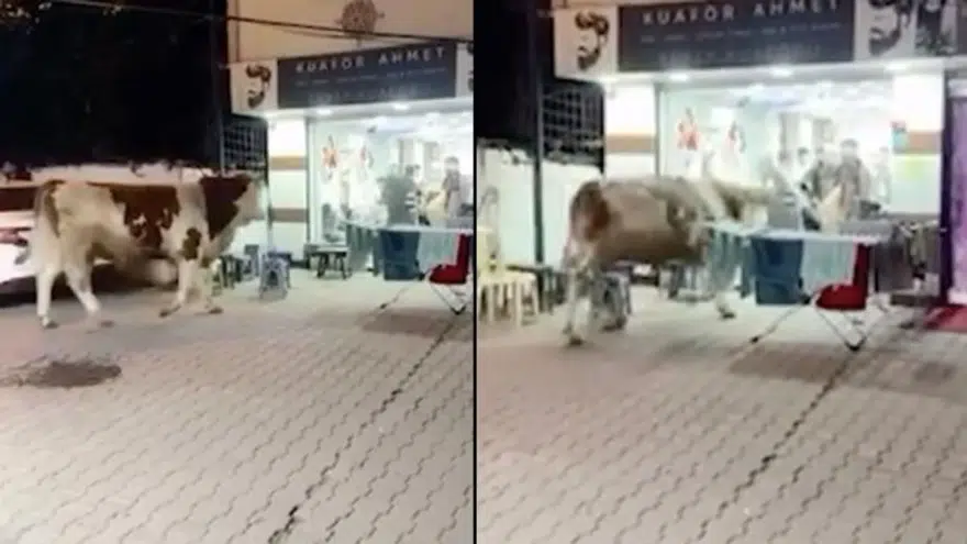İstanbul’da kaçan kurbanlık boğa kuaföre daldı: Salon savaş alanına döndü