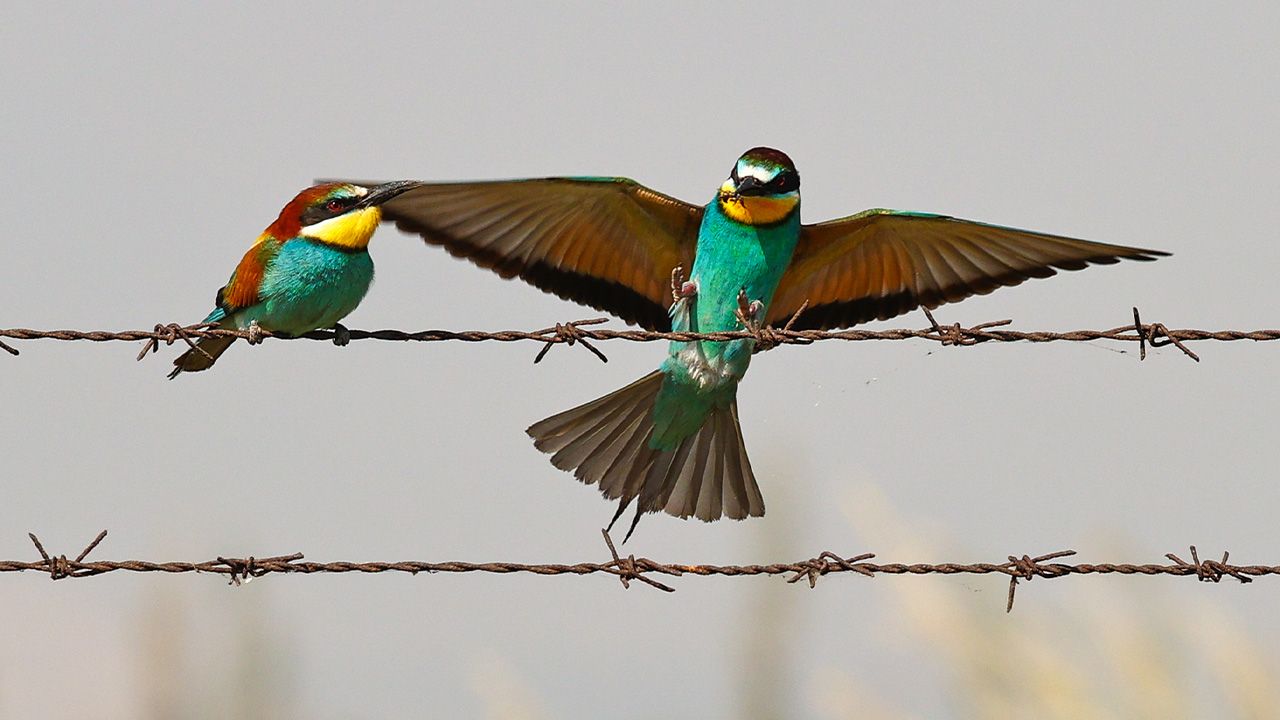 Geleneksel "Yılın Fotoğrafları" oylaması başladı 3