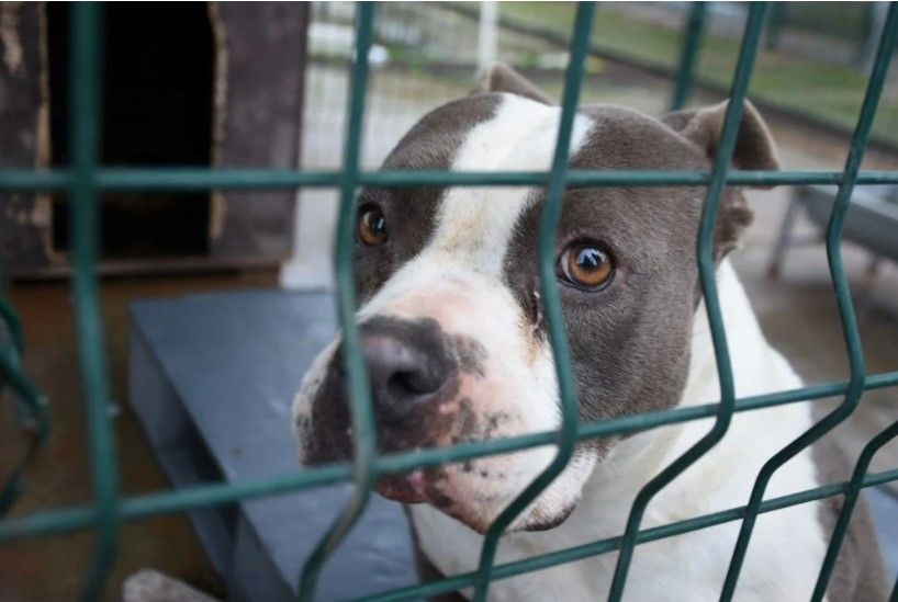 'Yasaklı ırk' köpekler için barınakta yer kalmadı 1