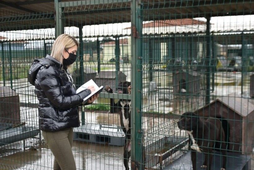 'Yasaklı ırk' köpekler için barınakta yer kalmadı 6