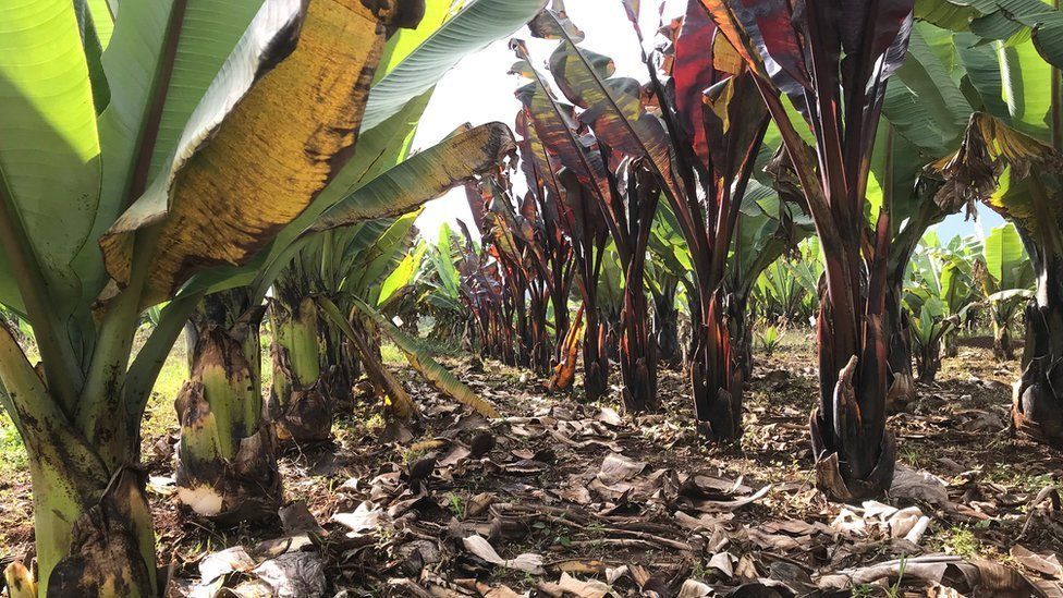 "Yalancı muz"  adıyla bilinen "enset" iklim değişikliği ve açlığa çare mi? 2