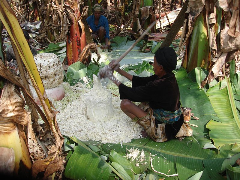 "Yalancı muz"  adıyla bilinen "enset" iklim değişikliği ve açlığa çare mi? 6
