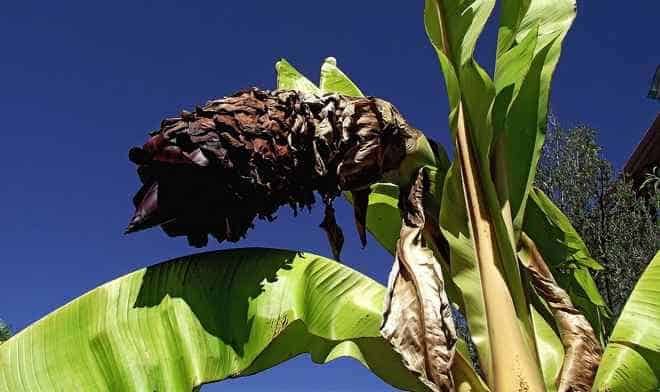 "Yalancı muz"  adıyla bilinen "enset" iklim değişikliği ve açlığa çare mi? 7