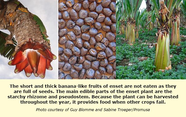 "Yalancı muz"  adıyla bilinen "enset" iklim değişikliği ve açlığa çare mi? 8