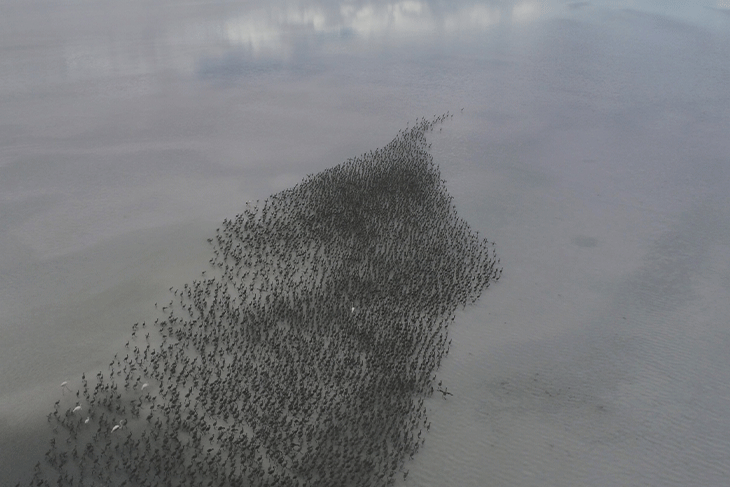 Binlerce flamingo ilk defa kanat çırptı 4