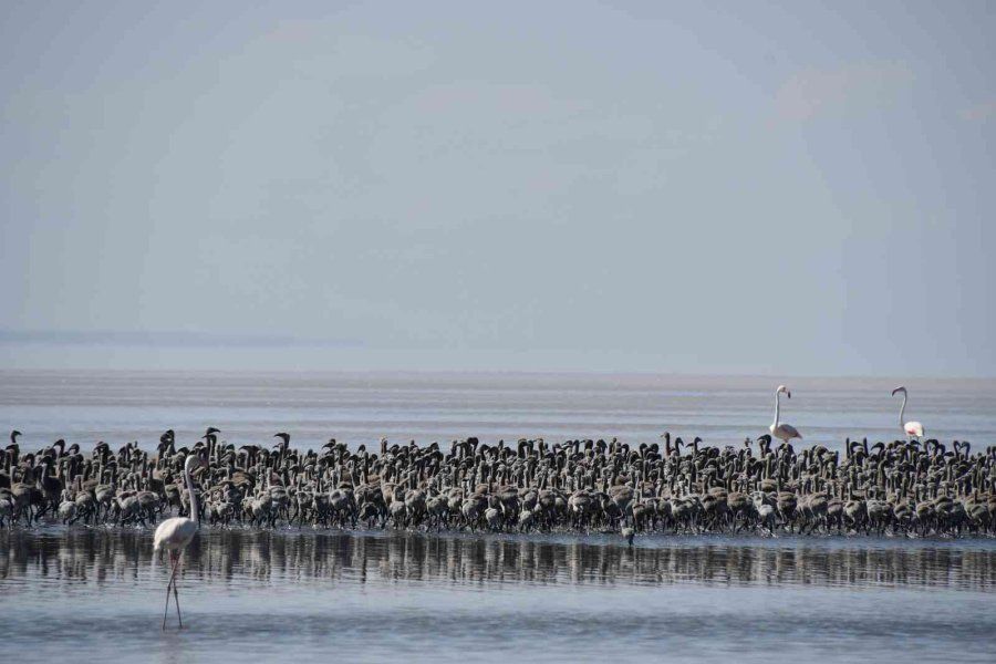 Binlerce flamingo ilk defa kanat çırptı 7