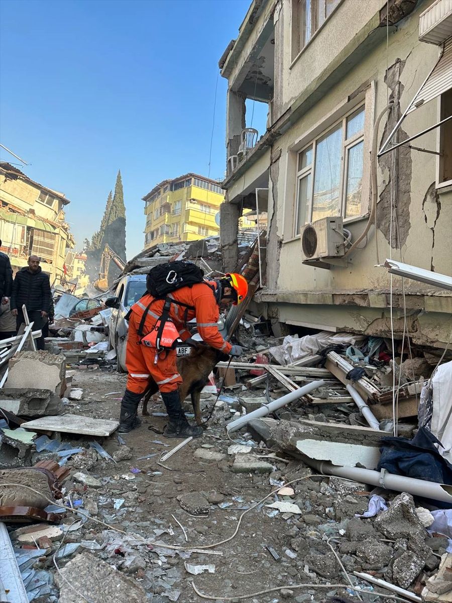 Güney Koreli 3 arama kurtarma köpeği ayaklarındaki bandajlarla çalışıyor! 3