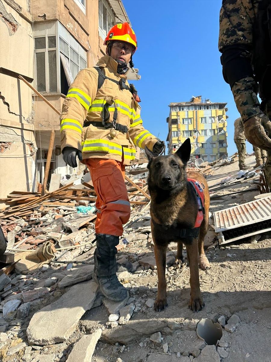 Güney Koreli 3 arama kurtarma köpeği ayaklarındaki bandajlarla çalışıyor! 5