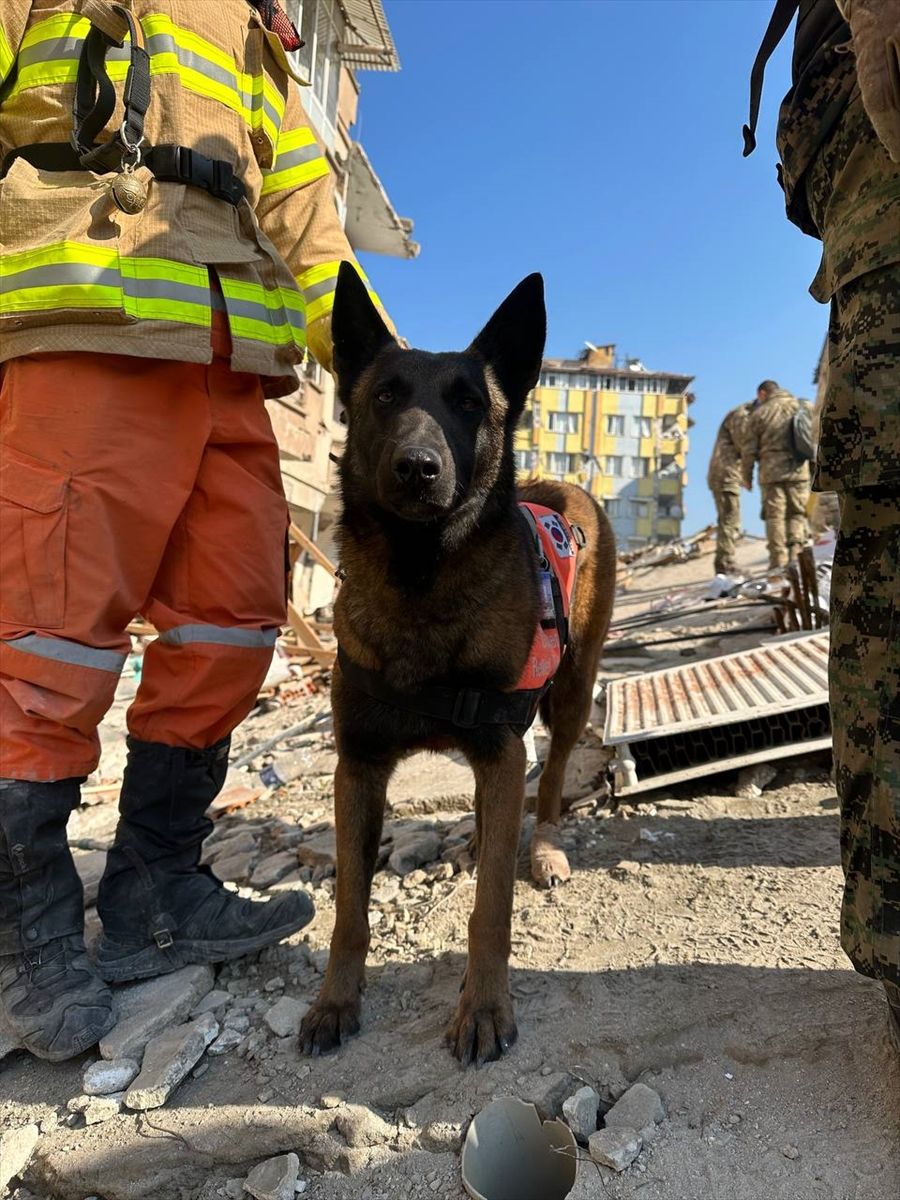 Güney Koreli 3 arama kurtarma köpeği ayaklarındaki bandajlarla çalışıyor! 6