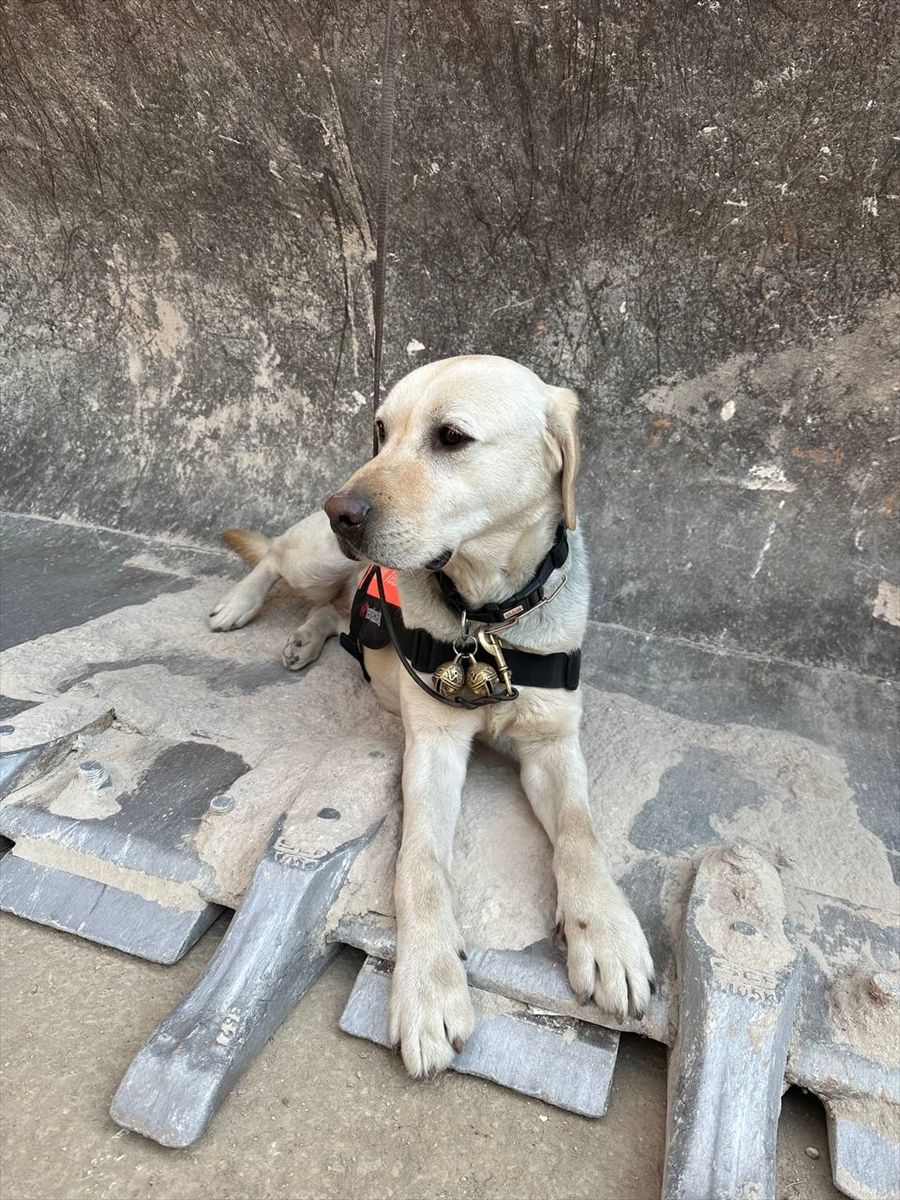 Güney Koreli 3 arama kurtarma köpeği ayaklarındaki bandajlarla çalışıyor! 12