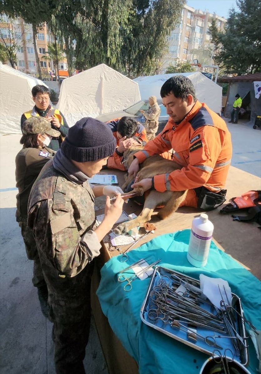 Güney Koreli 3 arama kurtarma köpeği ayaklarındaki bandajlarla çalışıyor! 13