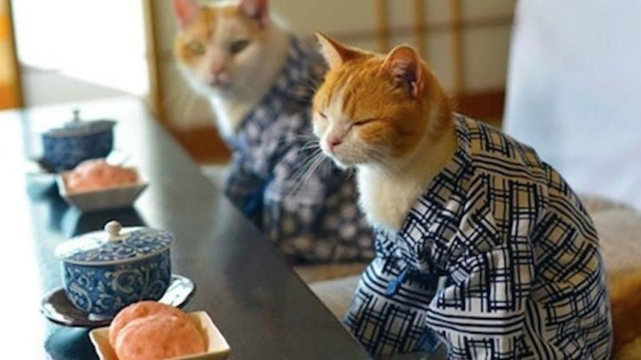 Japonya Kedi Günü kutlamaları başladı 3