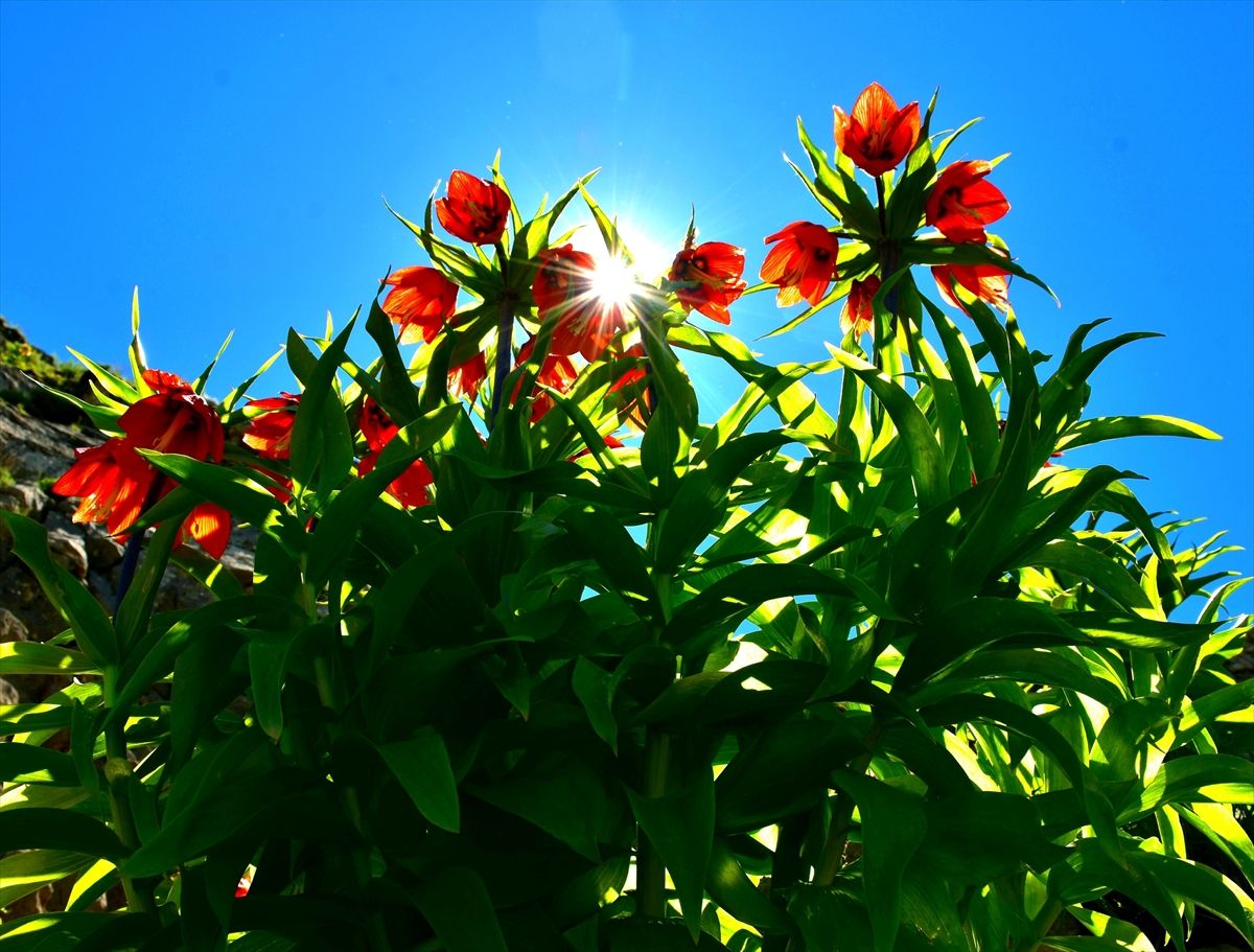 Sakın kopartmayın! Kopartmanın cezası 244 bin TL! 1