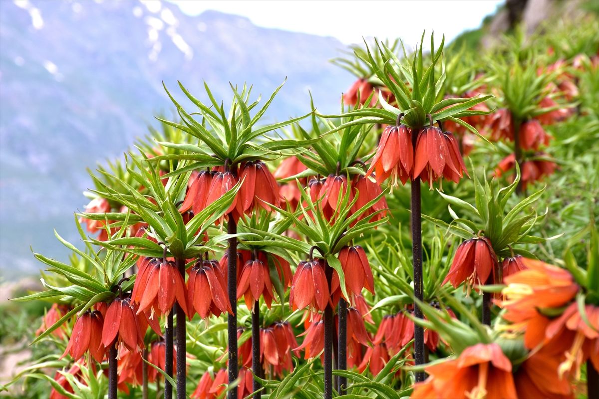 Sakın kopartmayın! Kopartmanın cezası 244 bin TL! 2